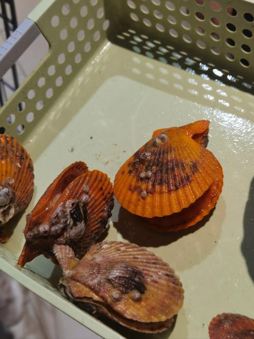 我的小乌龟想进入扇贝视频