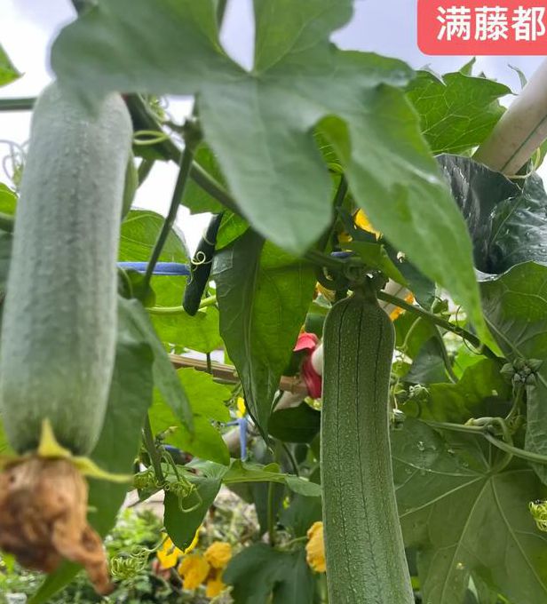 茄子草莓香蕉丝瓜秋葵直播