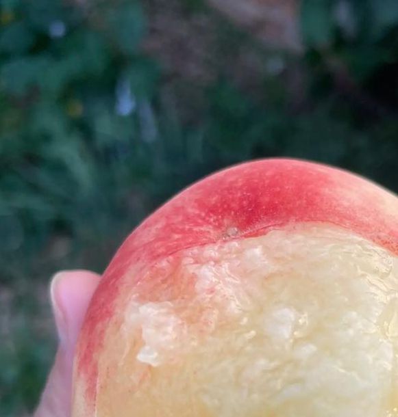 水蜜桃视频实验研究所中心