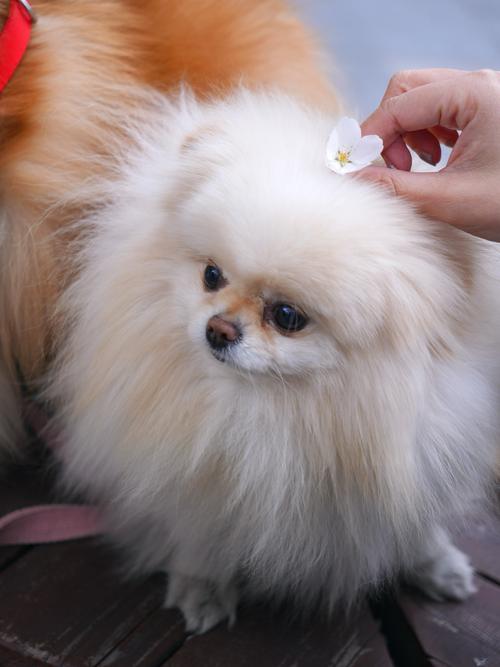 小狗狗直播官网