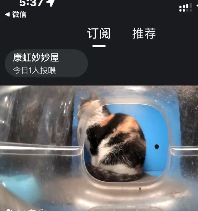 猫咪私人直播间
