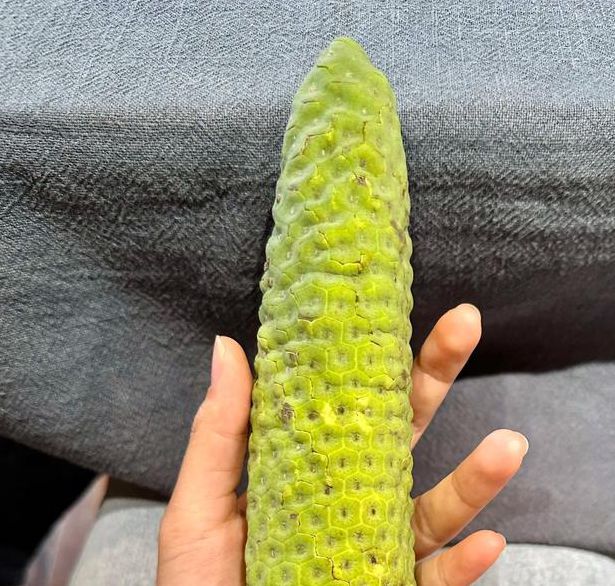 茄子香蕉榴莲草莓丝瓜芭乐污ios