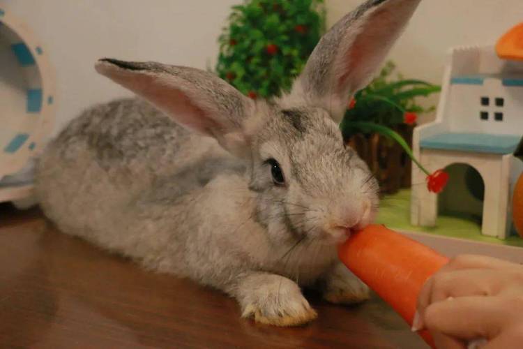 我的兔子好软水好多免费视频