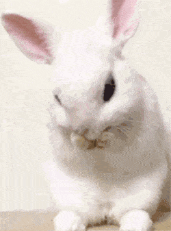 我的兔子好软水好多免费视频