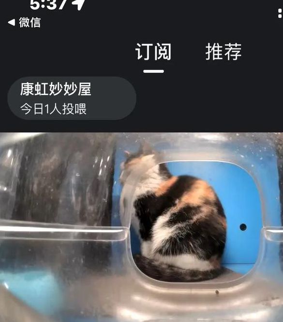 猫咪直播()