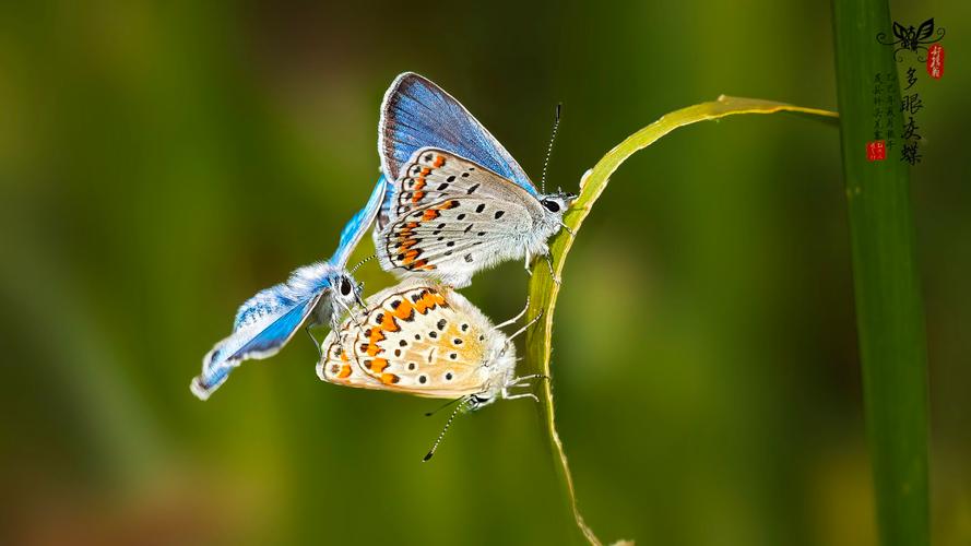 蝶恋久热在线视频