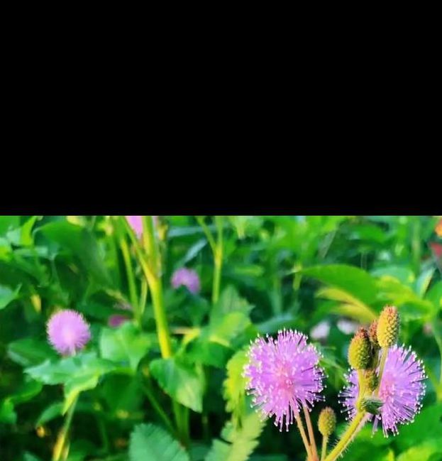 含羞草免费观看