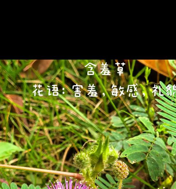 含羞草免费观看