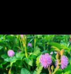 含羞草免费观看