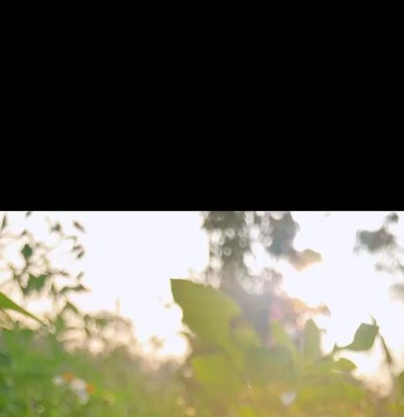 含羞草免费观看