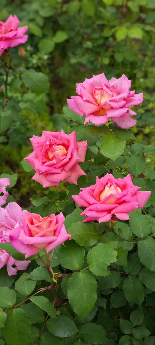 花季在线精品免费播放