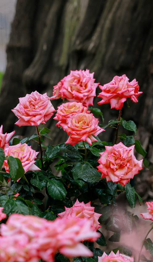 花季在线精品免费播放