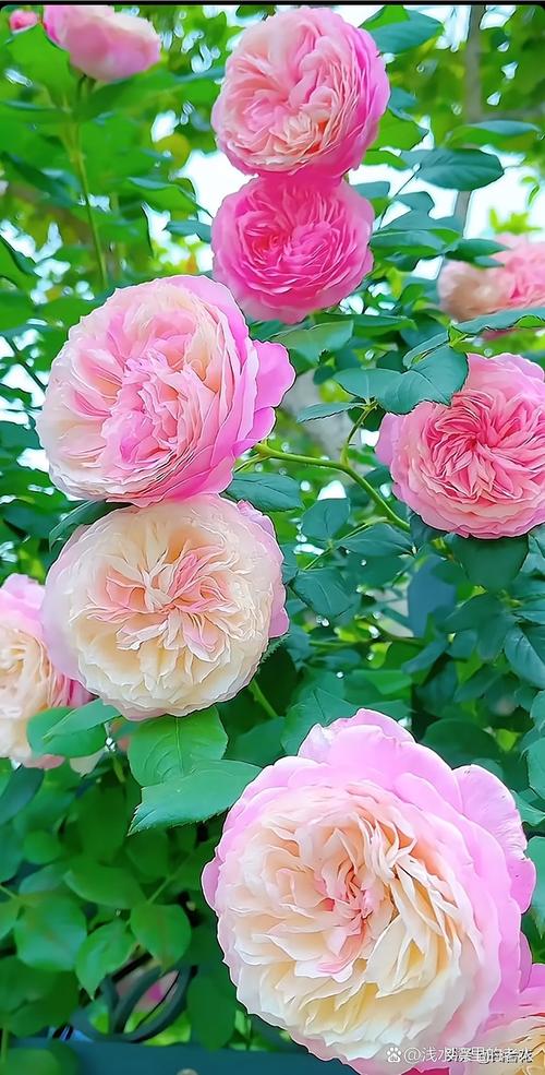 花季在线精品免费播放