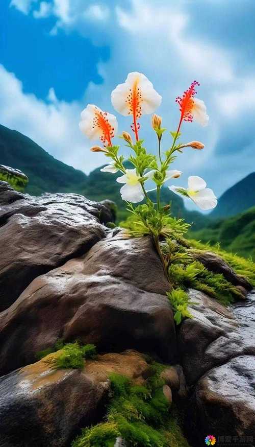 野花社区高清在线观看免费