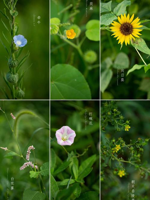 野花社区在线视频最新