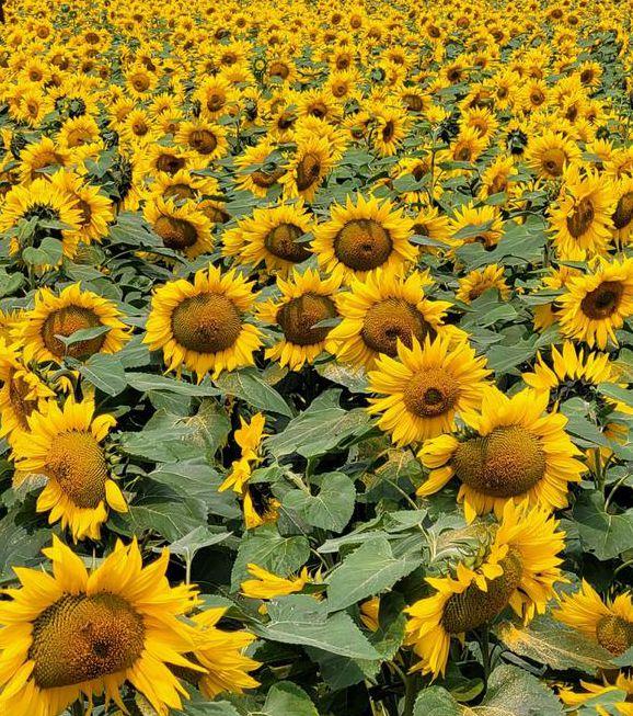 xrk1_3_0ark向日葵无限看免费版