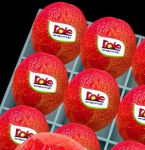 绿巨人芭乐小猪幸福宝丝瓜草莓