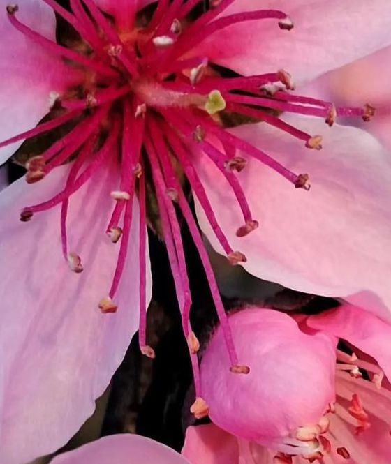 桃花视频在线观看免费完整版HD高清版