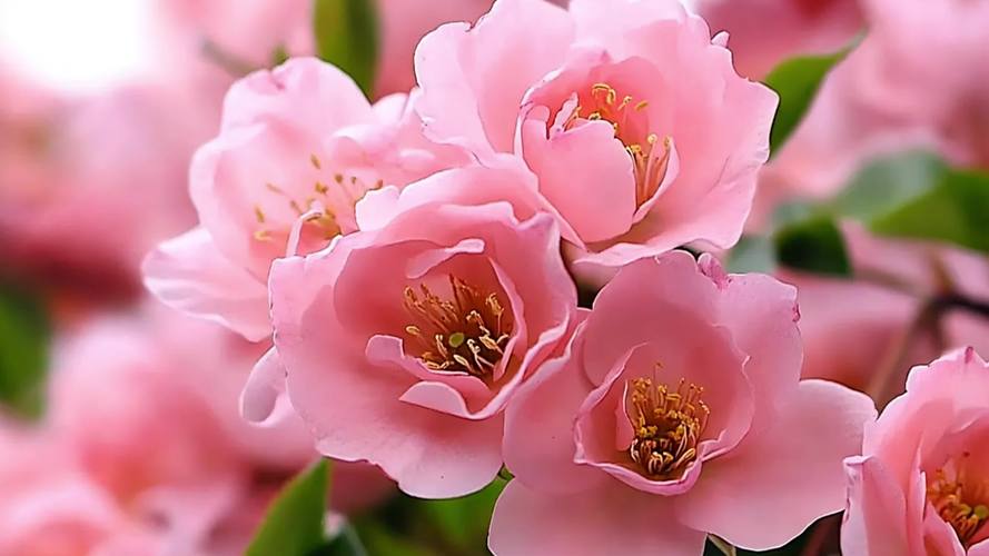 桃花视频在线观看免费完整版HD高清版