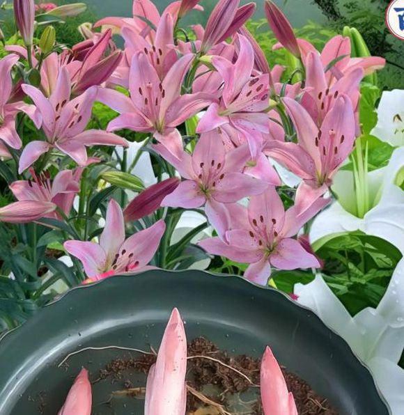 百合直播免费版