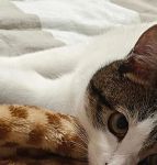 小懒猫视频网址