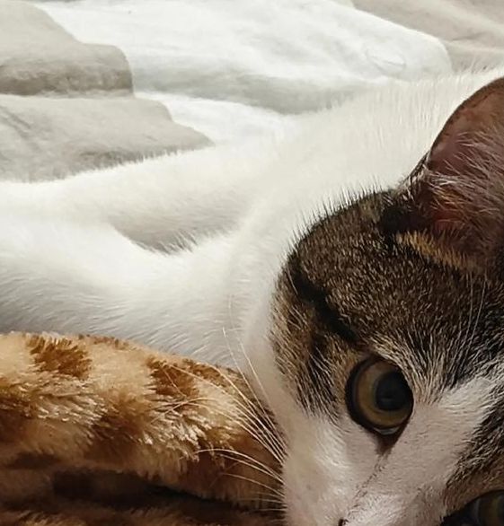 小懒猫视频网址