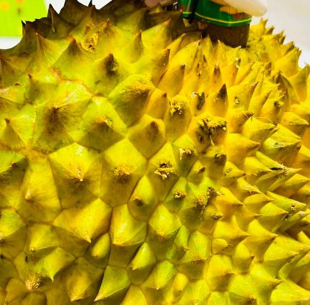 小蝌蚪丝瓜荔枝榴莲樱桃