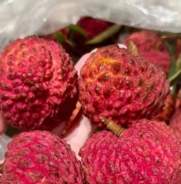 小蝌蚪丝瓜荔枝榴莲樱桃