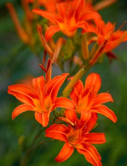 忘忧草日本在线直播WWW