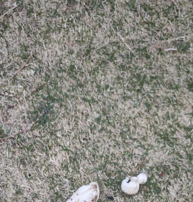 一天可以看25次的蘑菇视频免费版