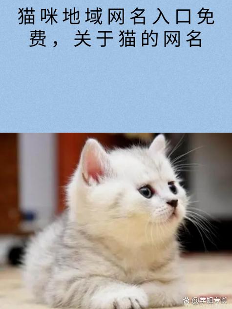新版猫咪目前的地址入口