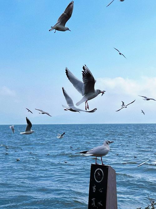 海鸥影视最新版8.2.1