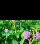 fi19cc含羞草官网