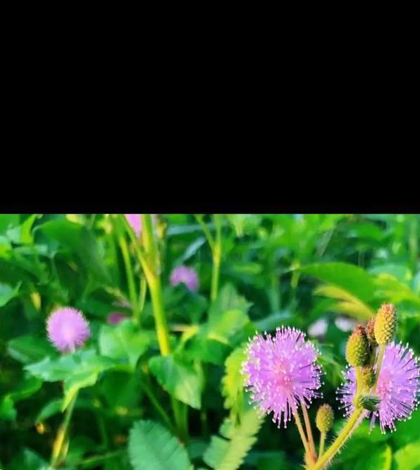 fi19cc含羞草官网