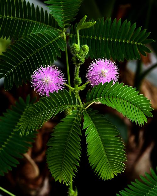 fi19cc含羞草官网