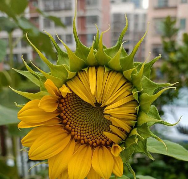 xrk.77向日葵视频app下载污