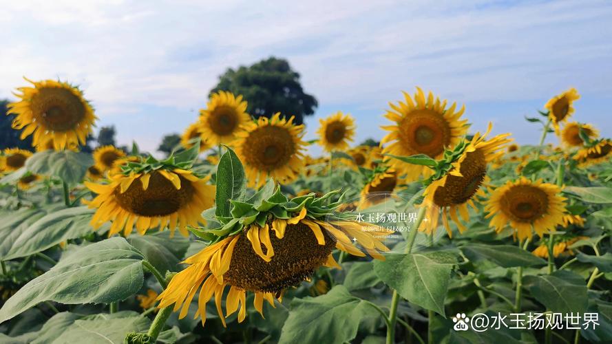 xrk.77向日葵视频app下载污