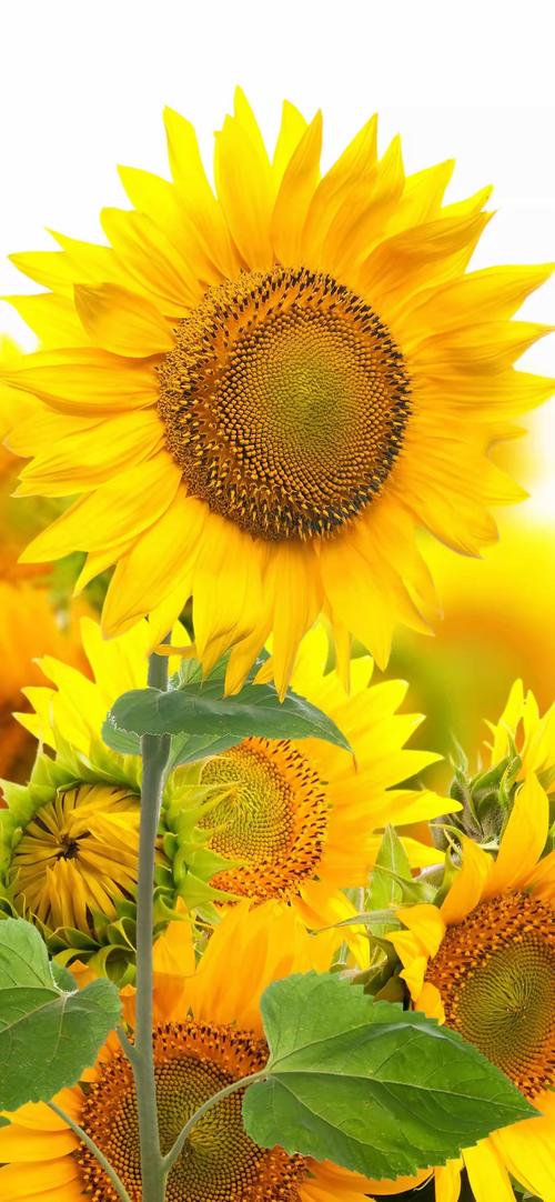 向日葵色斑卐卍草莓