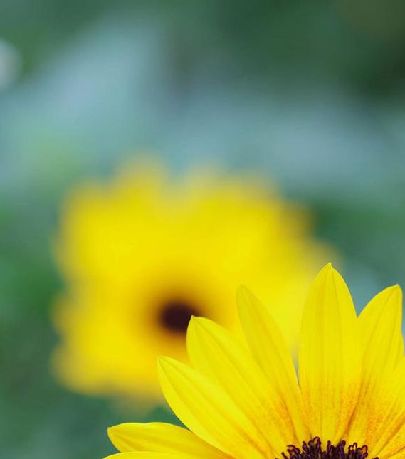 向日葵色斑卐卍草莓