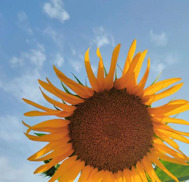 向日葵色斑卐卍草莓