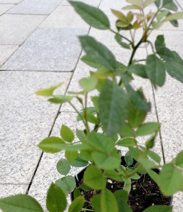 蜜芽忘忧草二区