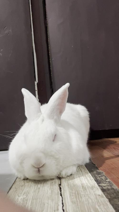 午夜嫩兔子视频