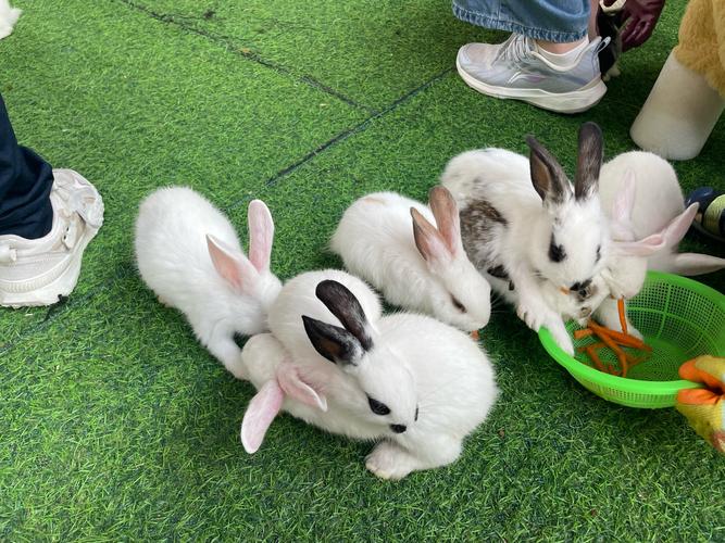 午夜嫩兔子视频