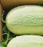 哈密瓜视频一触即发葵花视频