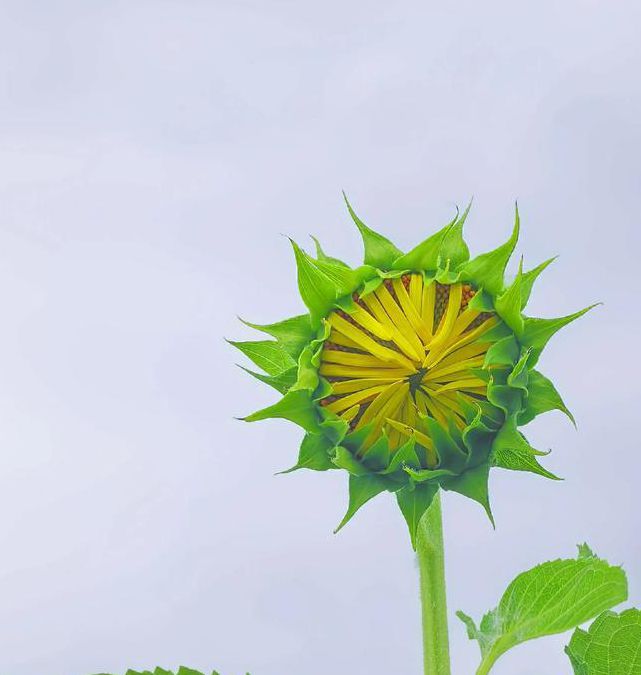 哈密瓜视频一触即发葵花视频