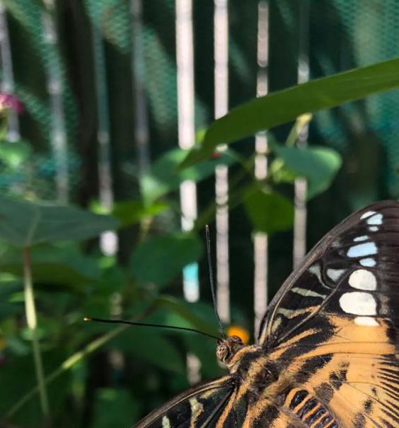 凤蝶直播轻量版