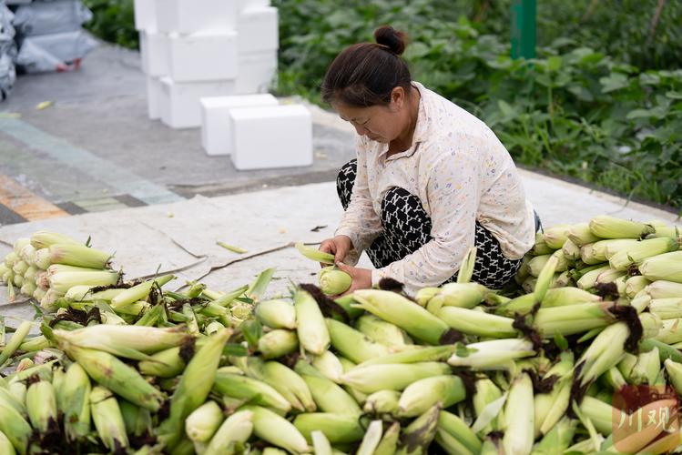 玉米视频官网免费观看