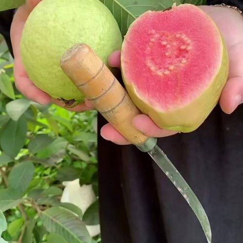 芭乐丝瓜秋葵水蜜桃绿巨人