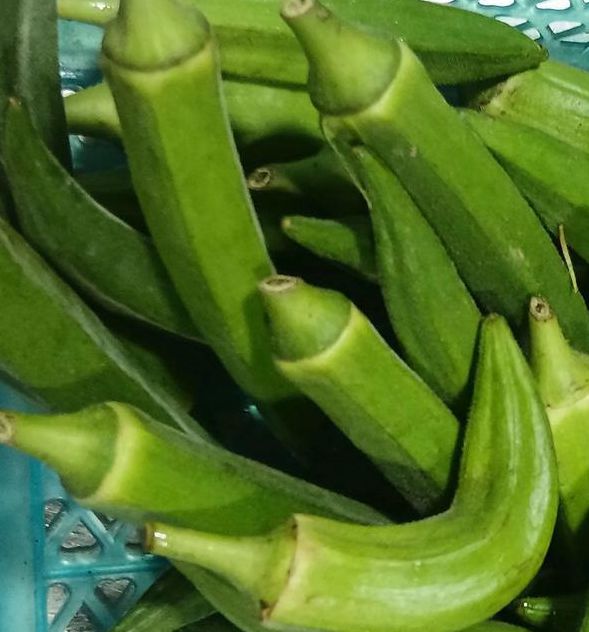 秋葵茄子丝瓜绿巨人ios