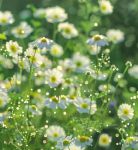 野花视频在线观看